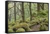 Oak Woodland in Spring with Moss Covered Rocks, Sunart Oakwoods, Ardnamurchan, Highland, Scotland-Peter Cairns-Framed Stretched Canvas