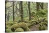 Oak Woodland in Spring with Moss Covered Rocks, Sunart Oakwoods, Ardnamurchan, Highland, Scotland-Peter Cairns-Stretched Canvas