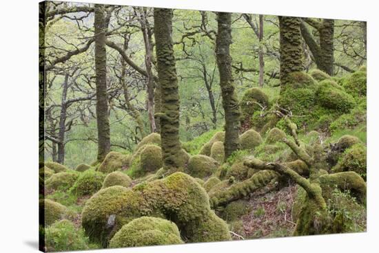 Oak Woodland in Spring with Moss Covered Rocks, Sunart Oakwoods, Ardnamurchan, Highland, Scotland-Peter Cairns-Stretched Canvas