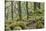 Oak Woodland in Spring with Moss Covered Rocks, Sunart Oakwoods, Ardnamurchan, Highland, Scotland-Peter Cairns-Stretched Canvas