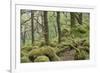 Oak Woodland in Spring with Moss Covered Rocks, Sunart Oakwoods, Ardnamurchan, Highland, Scotland-Peter Cairns-Framed Photographic Print