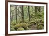 Oak Woodland in Spring with Moss Covered Rocks, Sunart Oakwoods, Ardnamurchan, Highland, Scotland-Peter Cairns-Framed Photographic Print