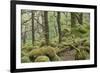 Oak Woodland in Spring with Moss Covered Rocks, Sunart Oakwoods, Ardnamurchan, Highland, Scotland-Peter Cairns-Framed Photographic Print