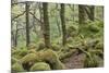 Oak Woodland in Spring with Moss Covered Rocks, Sunart Oakwoods, Ardnamurchan, Highland, Scotland-Peter Cairns-Mounted Photographic Print