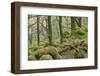 Oak Woodland in Spring with Moss Covered Rocks, Sunart Oakwoods, Ardnamurchan, Highland, Scotland-Peter Cairns-Framed Photographic Print