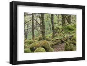 Oak Woodland in Spring with Moss Covered Rocks, Sunart Oakwoods, Ardnamurchan, Highland, Scotland-Peter Cairns-Framed Photographic Print