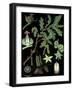 Oak-null-Framed Giclee Print