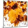 Oakl Leaves-Philippe Sainte-Laudy-Mounted Premium Photographic Print