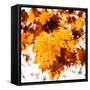 Oakl Leaves-Philippe Sainte-Laudy-Framed Stretched Canvas