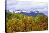 Oaks and Aspens Along Kebler Pass-Darrell Gulin-Stretched Canvas