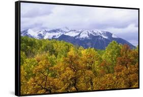 Oaks and Aspens Along Kebler Pass-Darrell Gulin-Framed Stretched Canvas