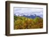 Oaks and Aspens Along Kebler Pass-Darrell Gulin-Framed Photographic Print