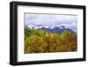 Oaks and Aspens Along Kebler Pass-Darrell Gulin-Framed Photographic Print