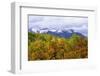 Oaks and Aspens Along Kebler Pass-Darrell Gulin-Framed Photographic Print