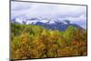 Oaks and Aspens Along Kebler Pass-Darrell Gulin-Mounted Photographic Print