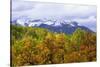 Oaks and Aspens Along Kebler Pass-Darrell Gulin-Stretched Canvas