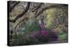 Oaks and Azaleas-H J Herrera-Stretched Canvas