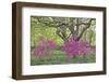 Oaks and Azaleas-Denton Rumsey-Framed Photographic Print