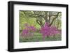 Oaks and Azaleas-Denton Rumsey-Framed Photographic Print