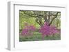 Oaks and Azaleas-Denton Rumsey-Framed Photographic Print