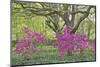 Oaks and Azaleas-Denton Rumsey-Mounted Photographic Print