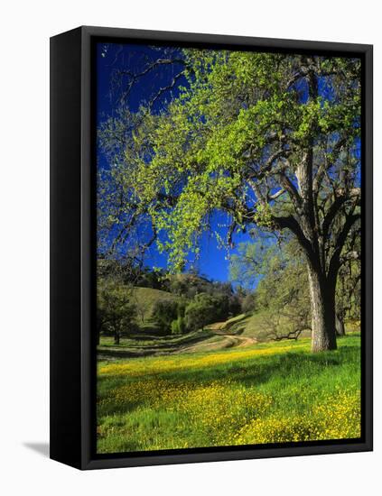 Oaks and Flowers, California, USA-John Alves-Framed Stretched Canvas