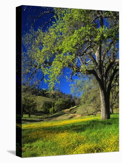 Oaks and Flowers, California, USA-John Alves-Stretched Canvas