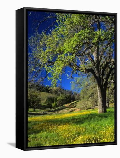 Oaks and Flowers, California, USA-John Alves-Framed Stretched Canvas