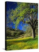 Oaks and Flowers, California, USA-John Alves-Stretched Canvas