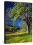 Oaks and Flowers, California, USA-John Alves-Stretched Canvas