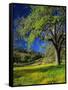 Oaks and Flowers, California, USA-John Alves-Framed Stretched Canvas