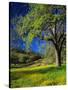 Oaks and Flowers, California, USA-John Alves-Stretched Canvas