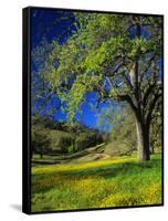 Oaks and Flowers, California, USA-John Alves-Framed Stretched Canvas