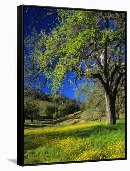 Oaks and Flowers, California, USA-John Alves-Framed Stretched Canvas