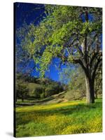 Oaks and Flowers, California, USA-John Alves-Stretched Canvas