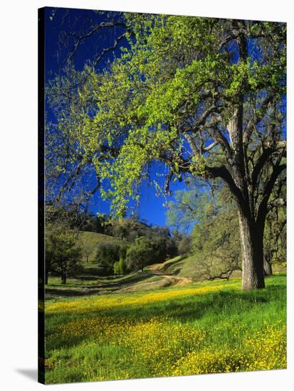 Oaks and Flowers, California, USA-John Alves-Stretched Canvas