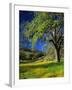 Oaks and Flowers, California, USA-John Alves-Framed Premium Photographic Print