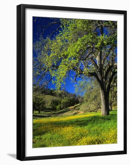 Oaks and Flowers, California, USA-John Alves-Framed Premium Photographic Print