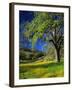 Oaks and Flowers, California, USA-John Alves-Framed Premium Photographic Print