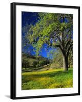 Oaks and Flowers, California, USA-John Alves-Framed Premium Photographic Print