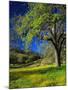 Oaks and Flowers, California, USA-John Alves-Mounted Premium Photographic Print