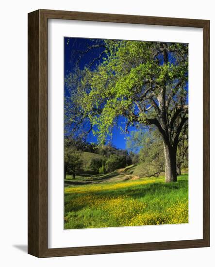 Oaks and Flowers, California, USA-John Alves-Framed Photographic Print
