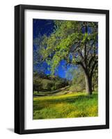 Oaks and Flowers, California, USA-John Alves-Framed Photographic Print