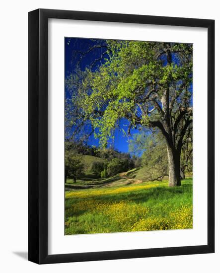 Oaks and Flowers, California, USA-John Alves-Framed Photographic Print