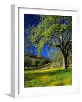 Oaks and Flowers, California, USA-John Alves-Framed Photographic Print