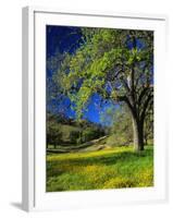 Oaks and Flowers, California, USA-John Alves-Framed Photographic Print