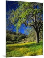 Oaks and Flowers, California, USA-John Alves-Mounted Photographic Print