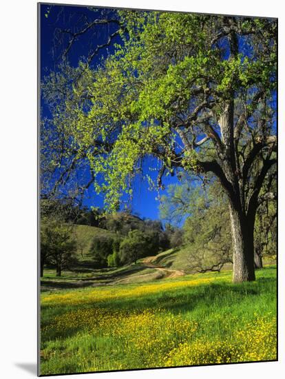 Oaks and Flowers, California, USA-John Alves-Mounted Photographic Print