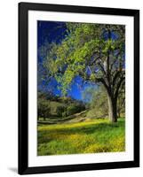 Oaks and Flowers, California, USA-John Alves-Framed Photographic Print