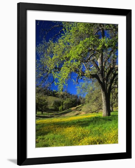 Oaks and Flowers, California, USA-John Alves-Framed Photographic Print